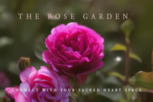 Free meditation | The rose garden